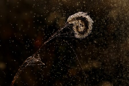 Wet plant light