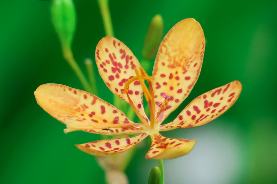 Wild flowers hua xie red