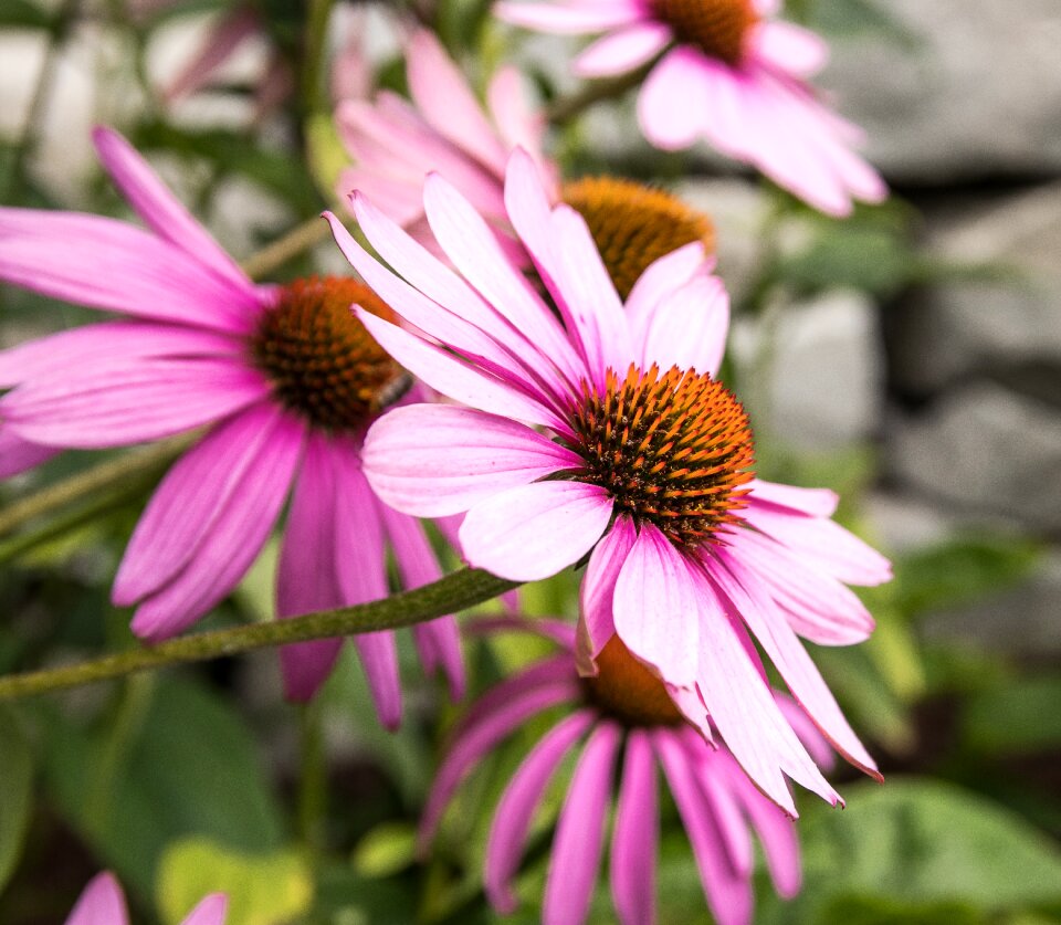 Blossom bloom flora