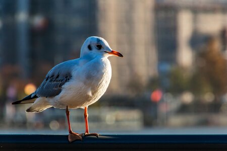 Port nature animal