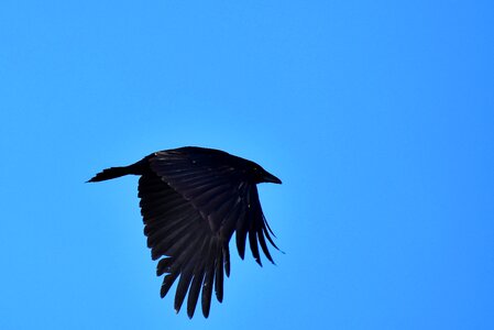 Bird feather black