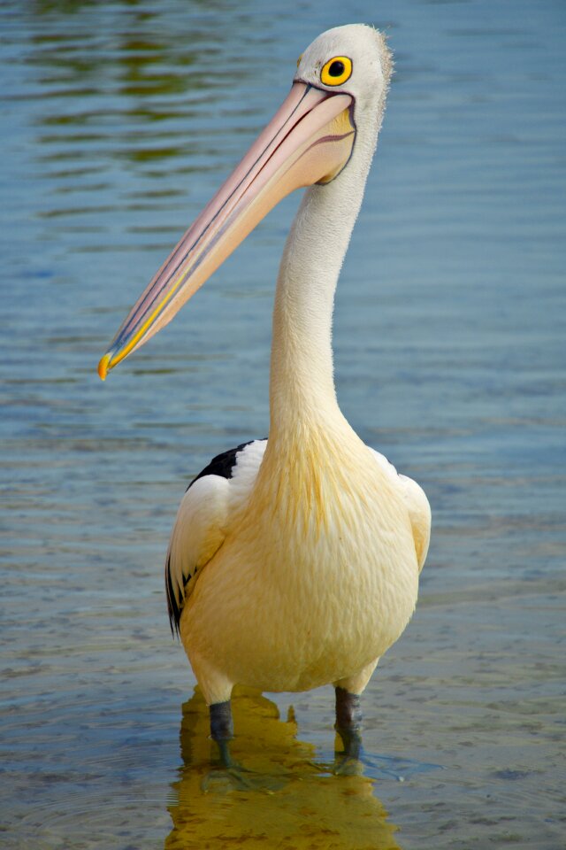 Nature plumage white