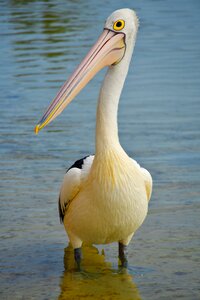 Nature plumage white