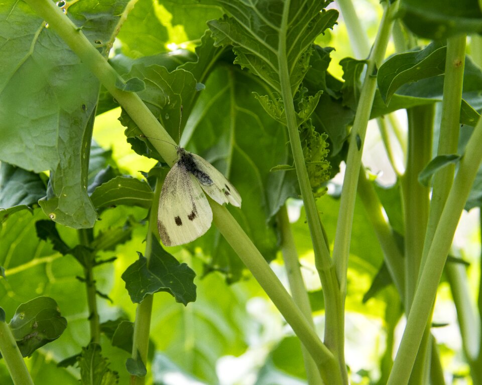 Animal plant garden