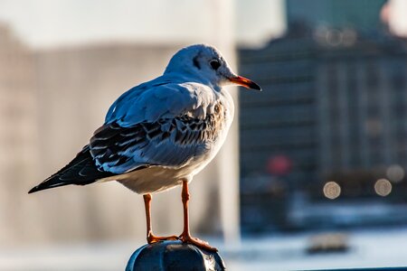 Port nature animal