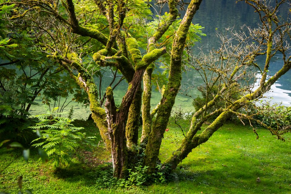 Tree moss bergsee