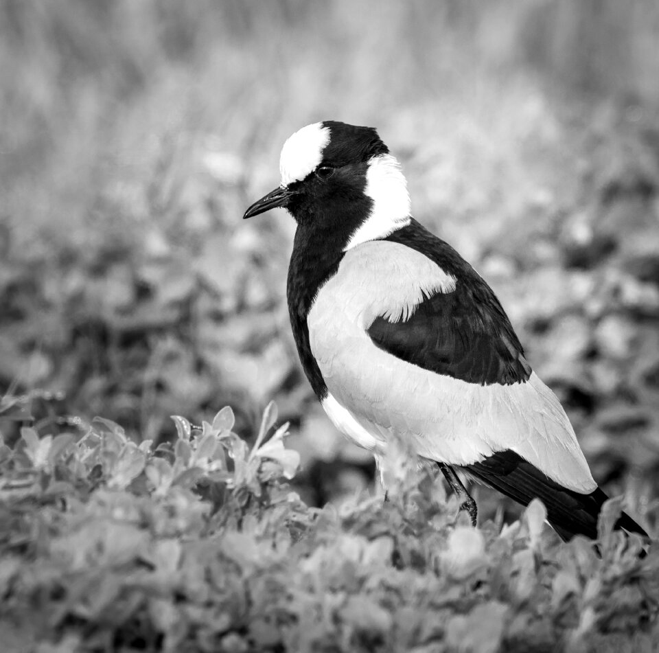 Bird nature wildlife