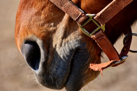 Brown nose animal photo