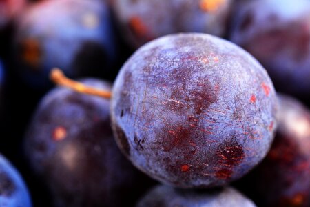 Detail plum fruit