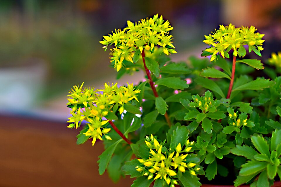 Perennial summer nature