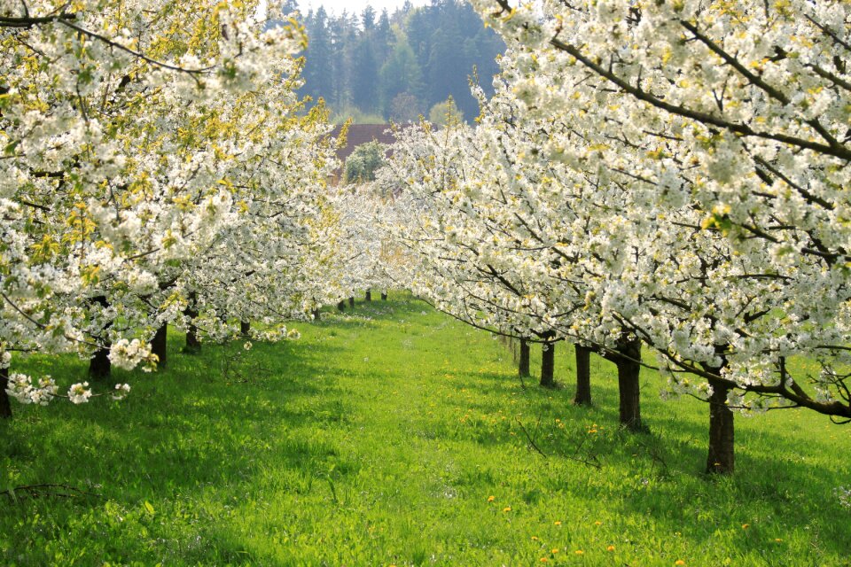 Season flower landscape