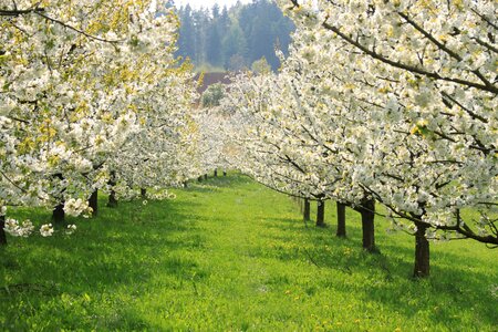 Season flower landscape