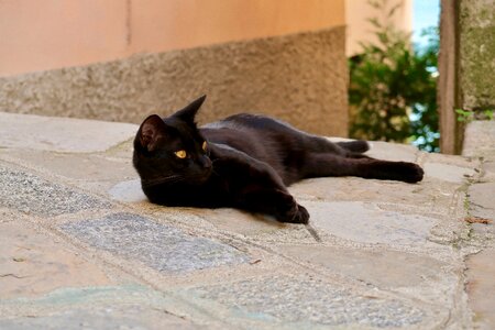 Domestic cat relaxed black