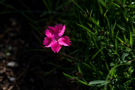 Carnation small carnation dianthus photo