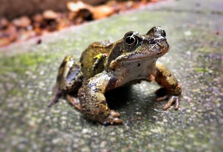 Frog wildlife toad
