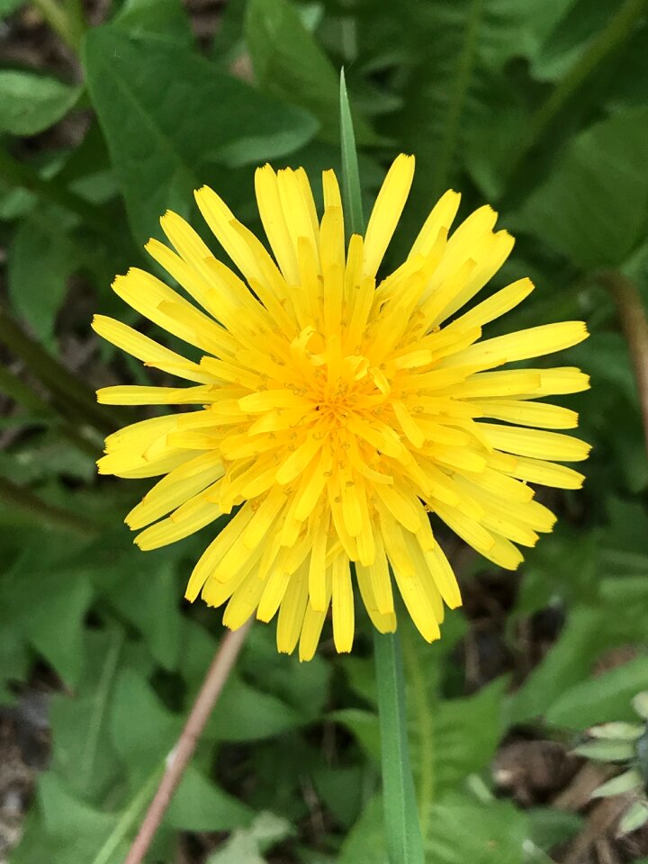 Garden flora blossom