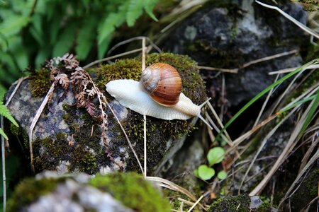 Shell reptile casing