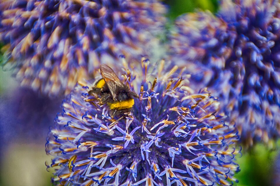 Nature blossom bloom