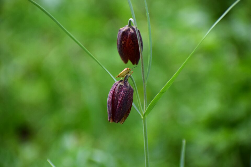 Vaslui forest the endemic plant