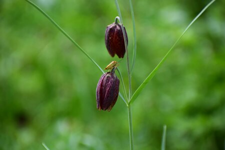 Vaslui forest the endemic plant