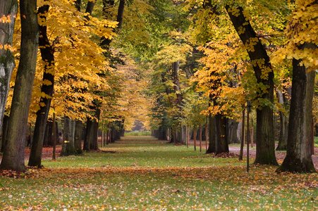 Tree lined avenue mood forest