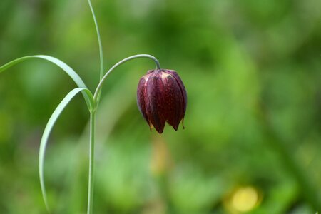 Vaslui forest the endemic plant