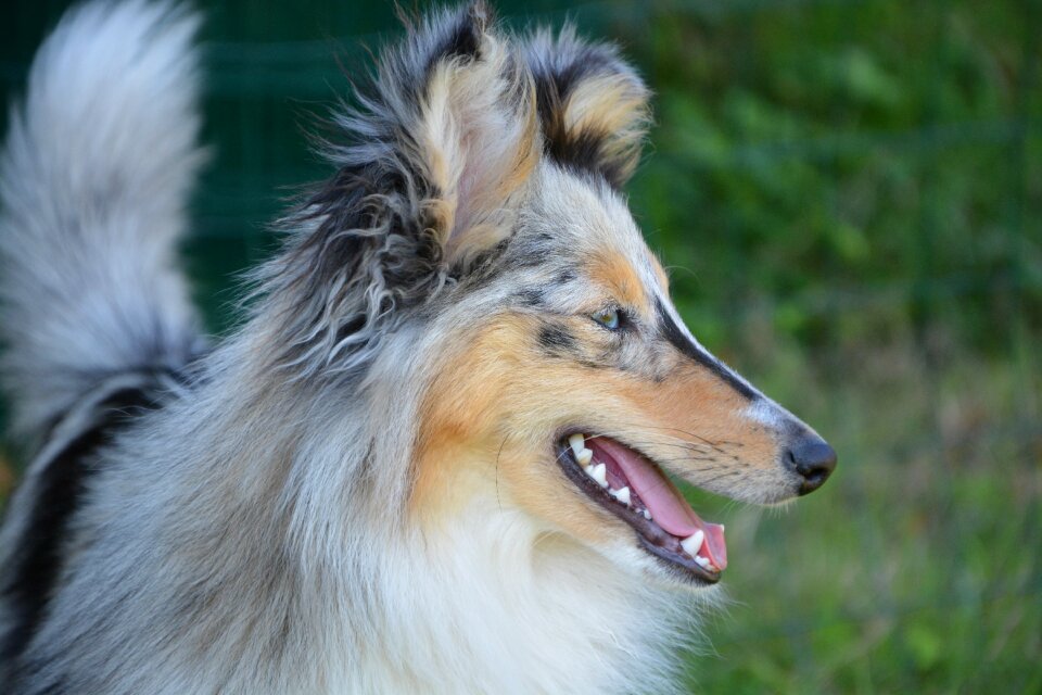 Shetland sheepdog head profile crocs white