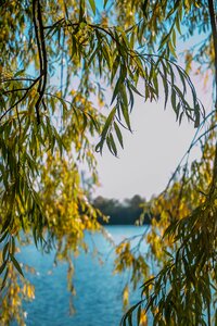 Landscape water summer