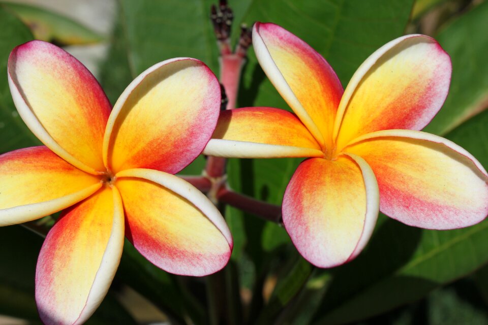 Plumeria flower nature