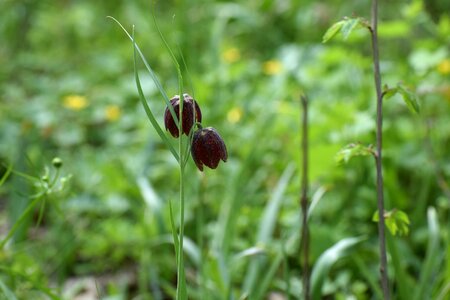 Vaslui forest the endemic plant