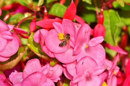 Bee sprinkle balcony plant