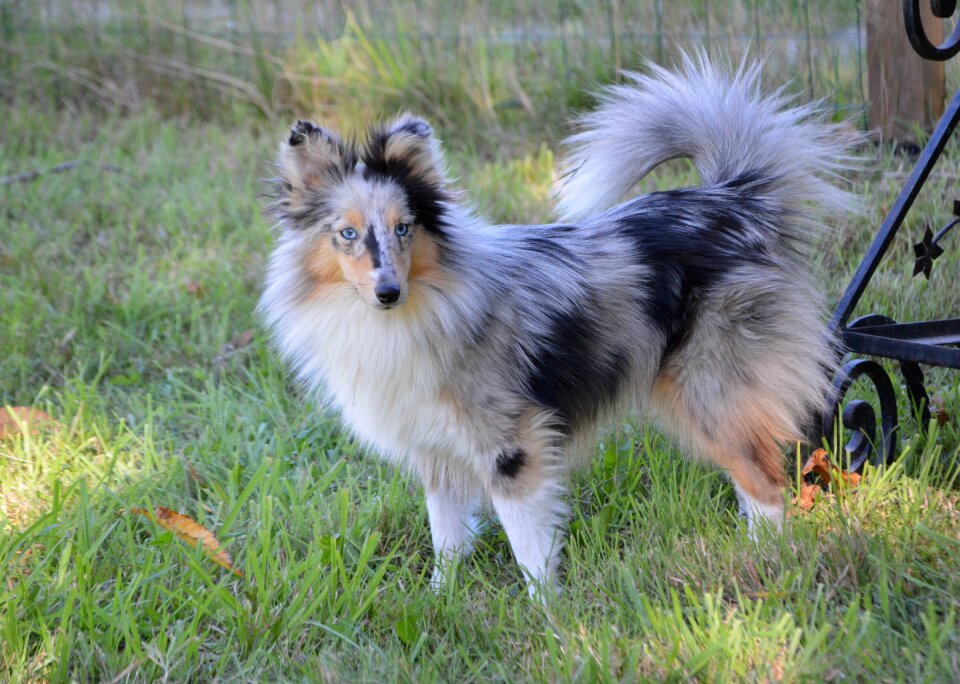 Shetland sheepdog shetland sheepdog blue eyes shetland sheepdog blue merle