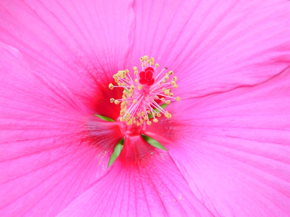 Flower blossom bloom