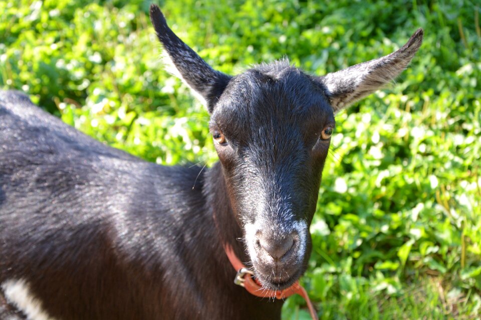 Brown eyes ears long animal