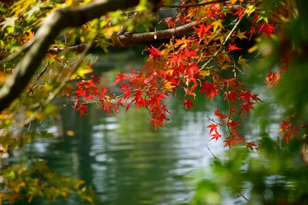 Red leaf pond photo