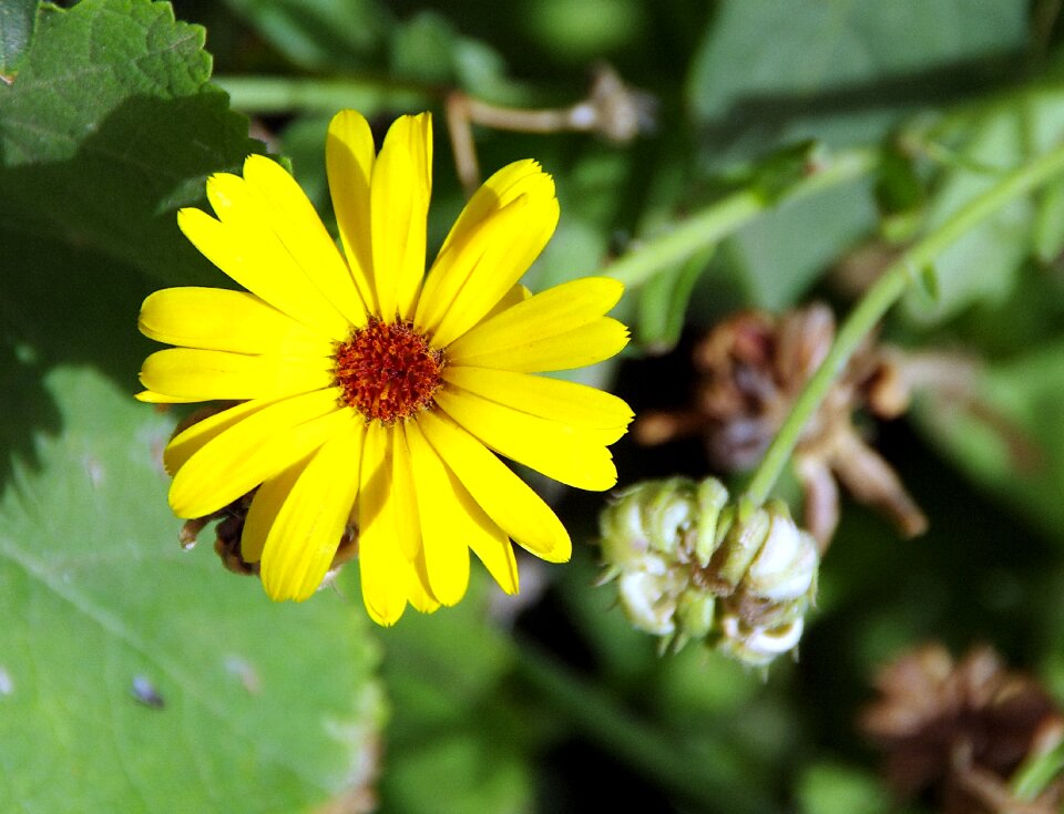 Yellow composite nature