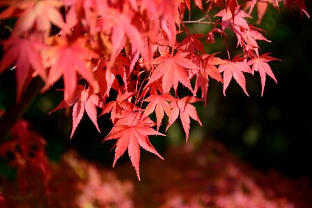 Red leaf maple