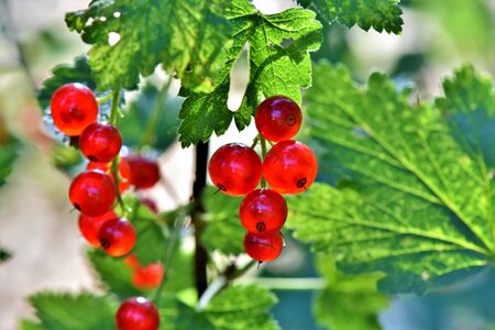 Fruits food fruit