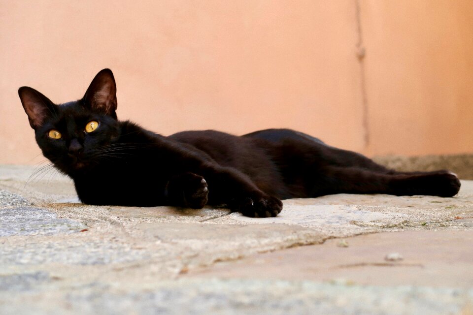 Domestic cat relaxed black