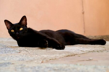 Domestic cat relaxed black photo