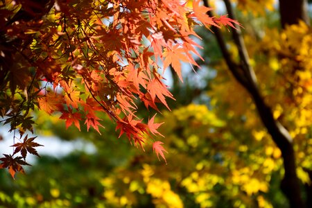 Red leaf maple photo
