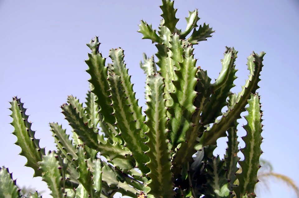 Thorn succulent plant desert