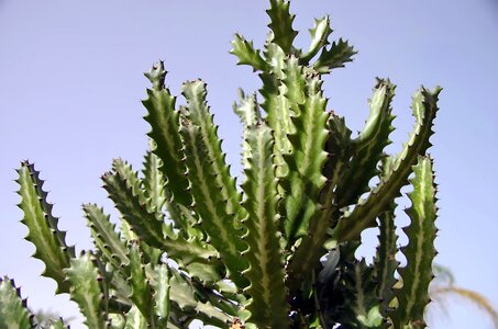 Thorn succulent plant desert