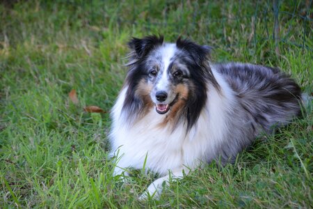 Shetland sheepdog shetland sheepdog blue merle long muzzle photo