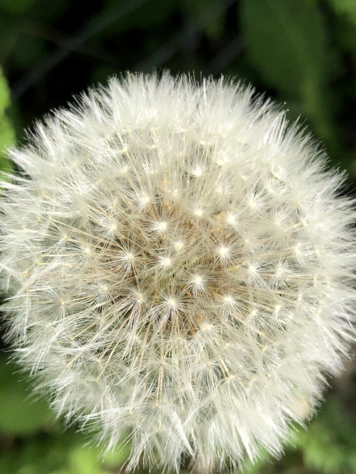 Dandelion seeds pointed flower plant