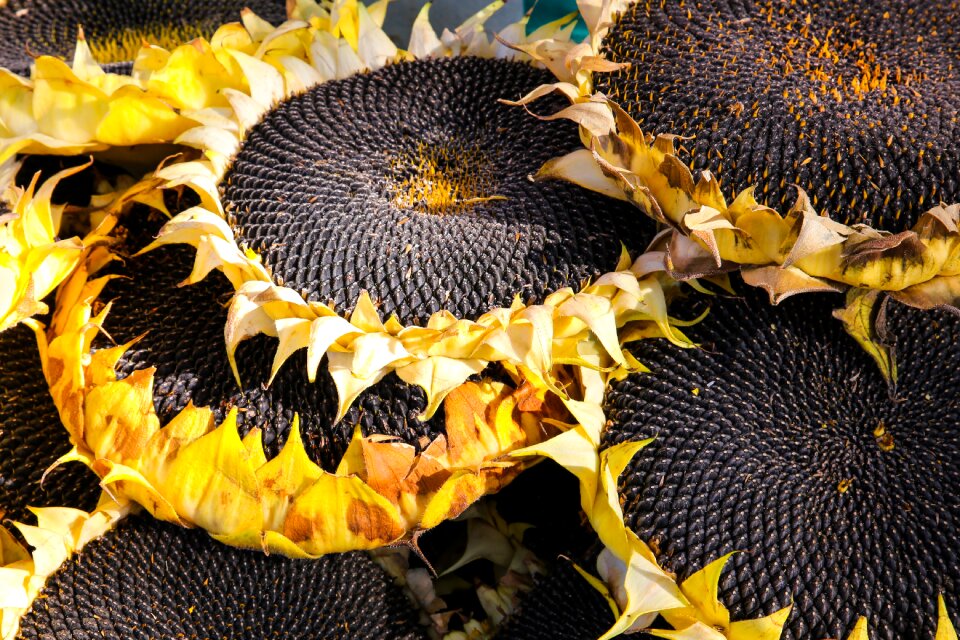 Autumn seeds market stall