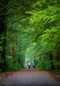 Forest away health photo