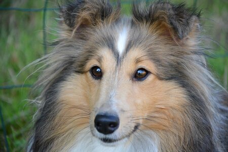 Shetland sheepdog blue eyes shetland sheepdog blue merle long muzzle photo