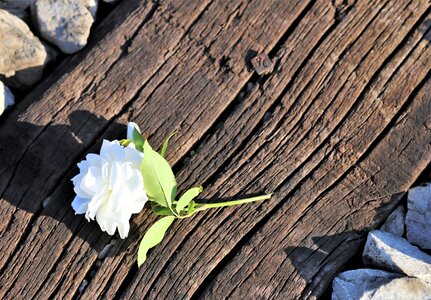 Flower white petals green leaf photo