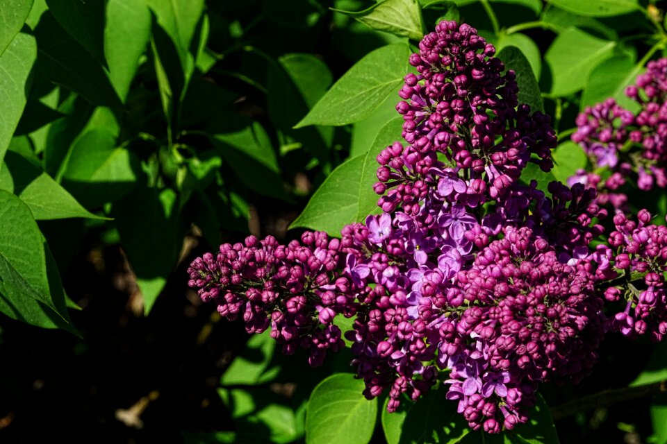 Fliederblueten plant garden